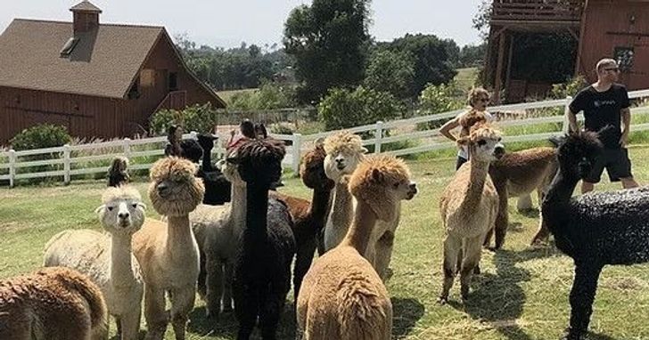 Alpaca Farm Tour near Santa Barbara