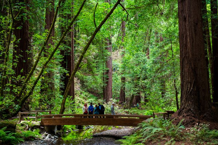 Redwoods & California Wine Country Tour with Gourmet Lunch - Image 10