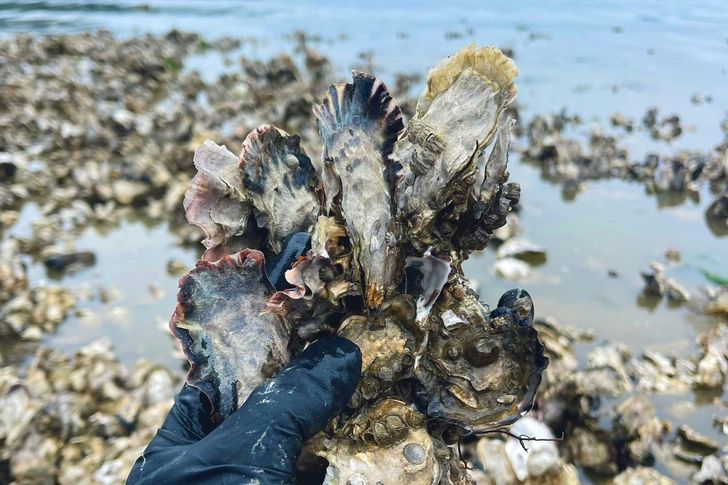 COMBO: Oyster & Clam ShinDIG + Tide to Table - Image 4