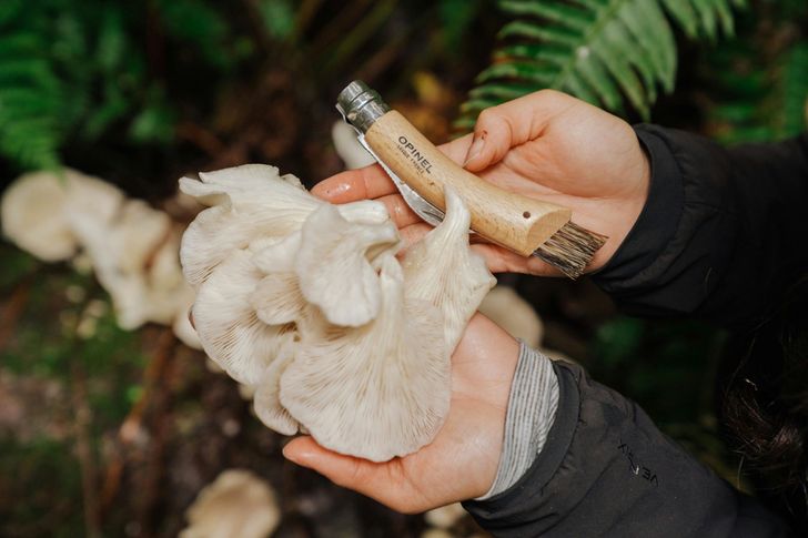 Seattle Mushroom Foraging 101 - Image 6