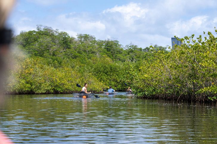 Miami Mangroves Clear Kayak Tour - Image 3