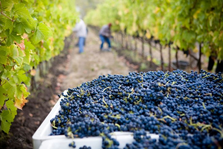 Full Day Muir Woods Tour with Napa & Sonoma Valley Wine Tastings - Image 8