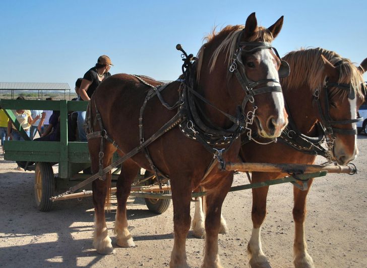 Hay Wagon Ride - Image 1