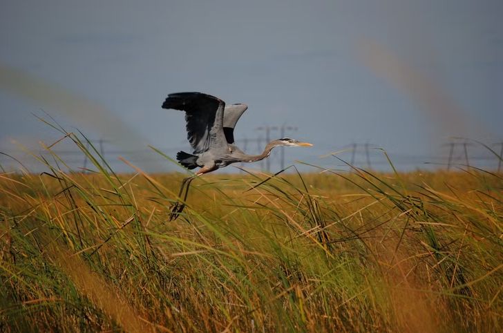 Private Everglades Airboat Tour & Animal Sanctuary Admission - Image 7