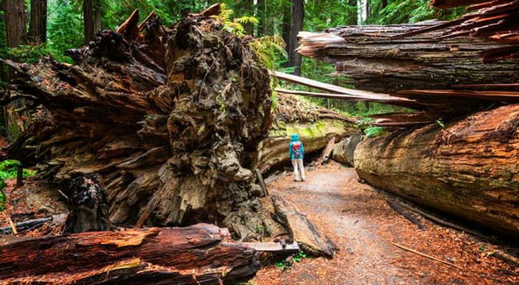 Kendall-Jackson 5-Course Winery Lunch & Giant Redwoods Day Trip - Image 2