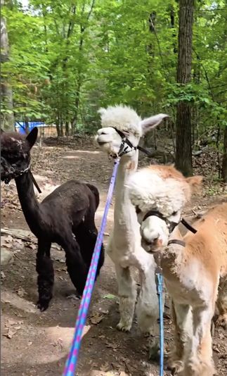Private Alpaca Trail Walk - Image 4