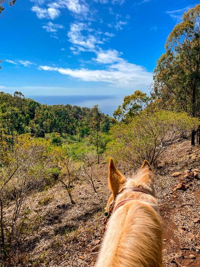 Oahu Sunshine Horseback Riding Tour - Image 4