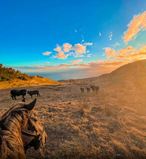 Oahu Sunset Horseback Riding Adventure - Image 2