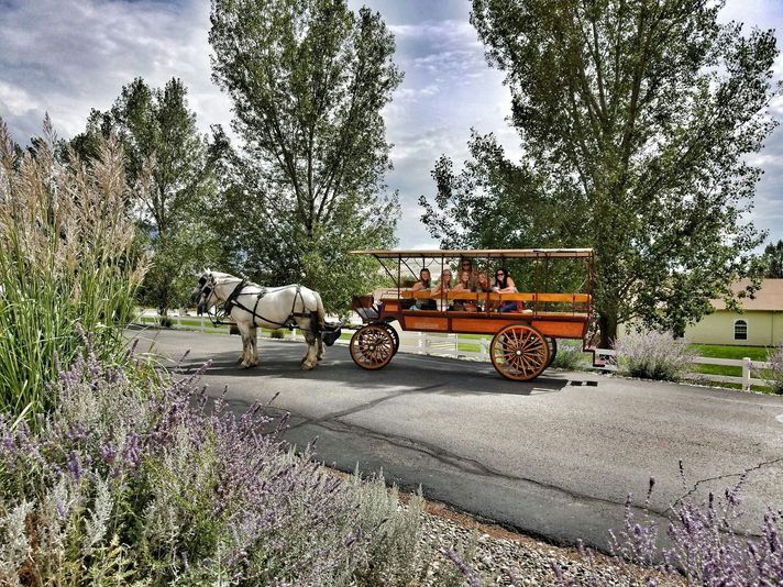 Horse-Drawn Wine Tour in Palisade