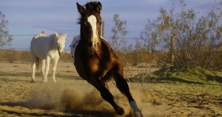 Joshua Tree Horseback Trail Ride - Image 3