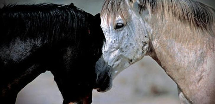 Horsemanship 101 - Image 1