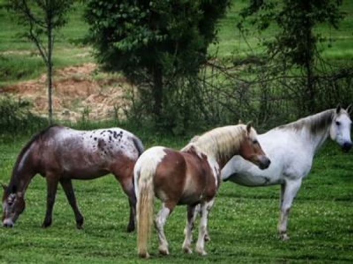 Kids Pony Ride - Image 5
