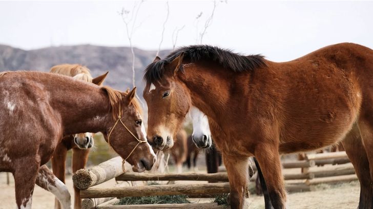 Kids Pony Ride in Joshua Tree - Image 3