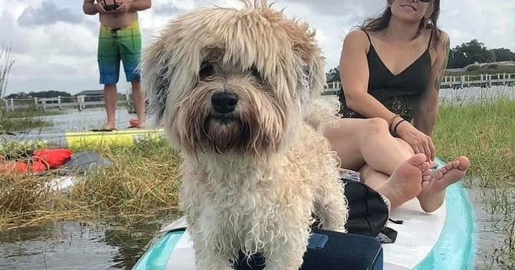 Paddle with Pups in Paradise - Image 3