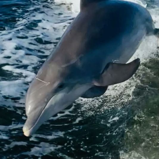 Sunset  Dolphin Cruise of Anna Maria island - Image 3