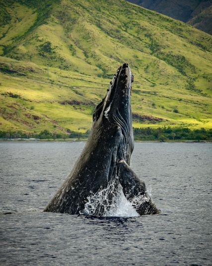 Maui Whale Watching Tour - Image 1