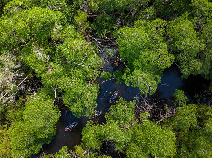 Miami Mangroves Clear Kayak Tour - Image 2