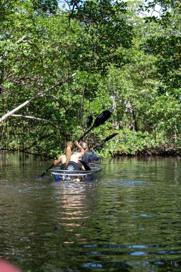 Miami Mangroves Clear Kayak Tour - Image 5