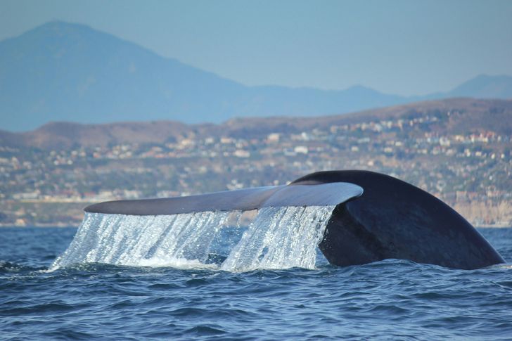 Exclusive Private Dolphin & Whale Adventure For Up To 6 - Image 5