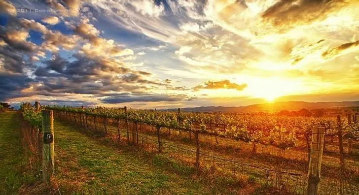 Temecula Valley Wine Country Tour