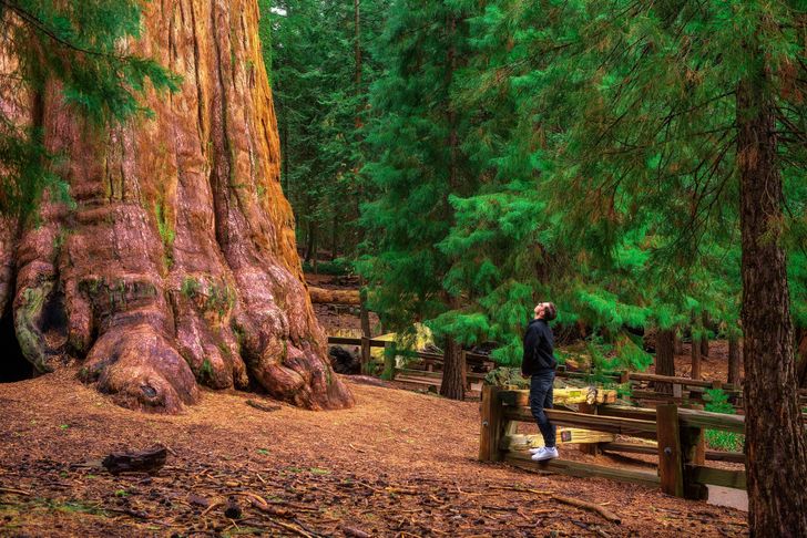 Yosemite & Giant Sequoias Day Tour from San Francisco - Image 4