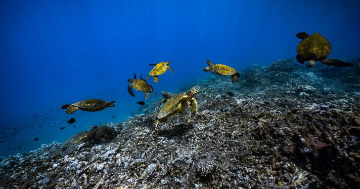 Afternoon Snorkel in Maui