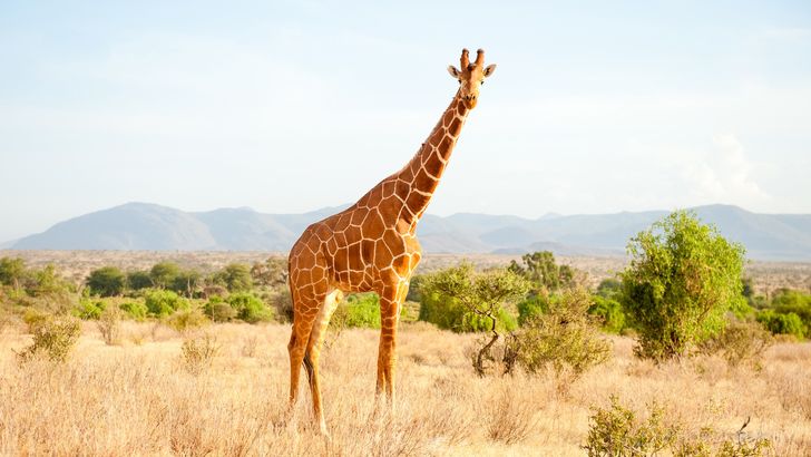 Wildlife Photography Online Course - Image 4