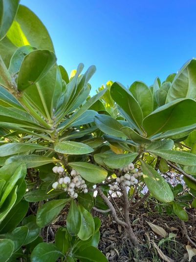 Malama Hawaii Restoration Planting Tour