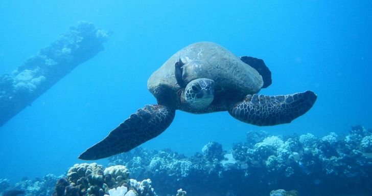 Morning Snorkel in Maui - Image 5