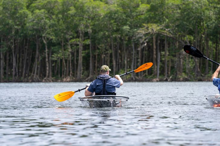 Miami Mangroves Clear Kayak Tour