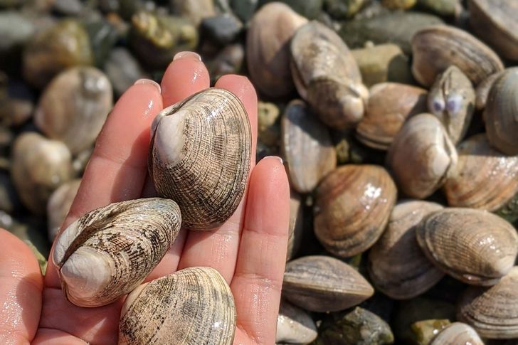 Oyster & Clam ShinDIG - Image 5