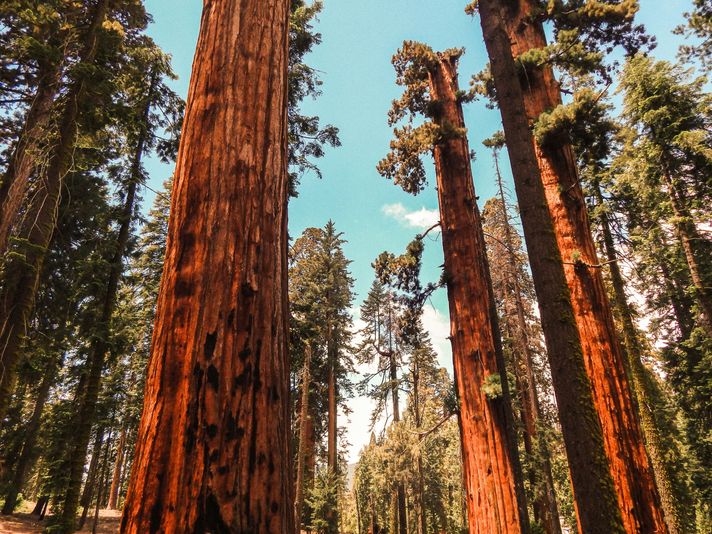 2-Day Yosemite Tour with Yosemite Valley Lodge Stay - Image 9