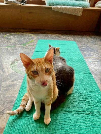 Cat Yoga in Seattle - Image 2