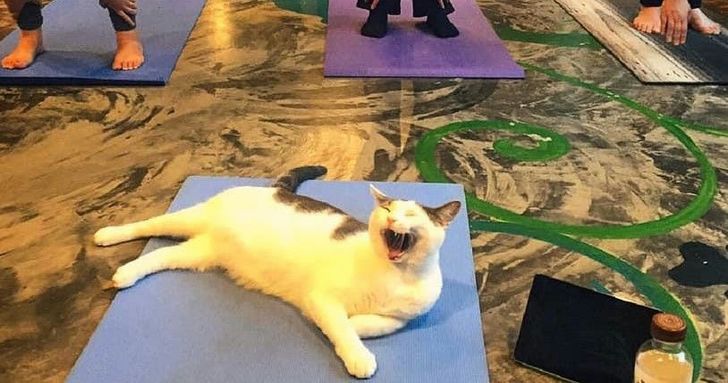 Cat Yoga in Seattle - Image 3