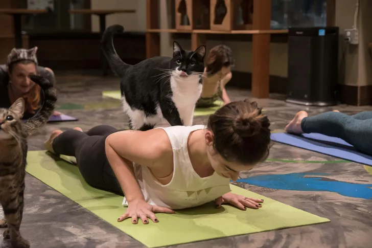 Cat Yoga in Seattle