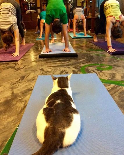 Cat Yoga in Seattle - Image 4