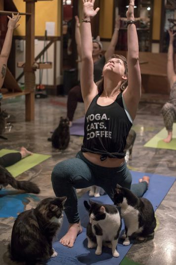 Cat Yoga in Seattle - Image 5