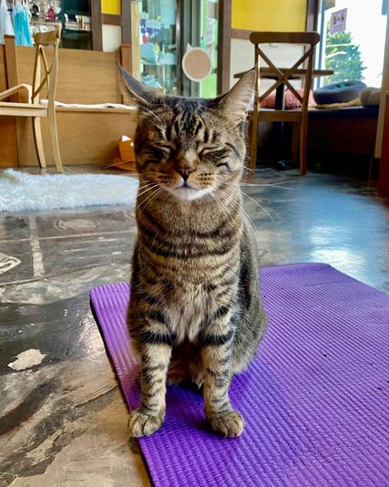 Cat Lounge Session in Seattle - Image 4