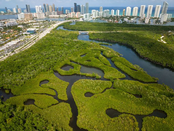 Miami Mangroves Clear Kayak Tour - Image 4