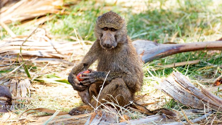 Wildlife Photography Online Course - Image 1
