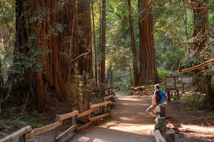 Redwoods & California Wine Country Tour - Image 4