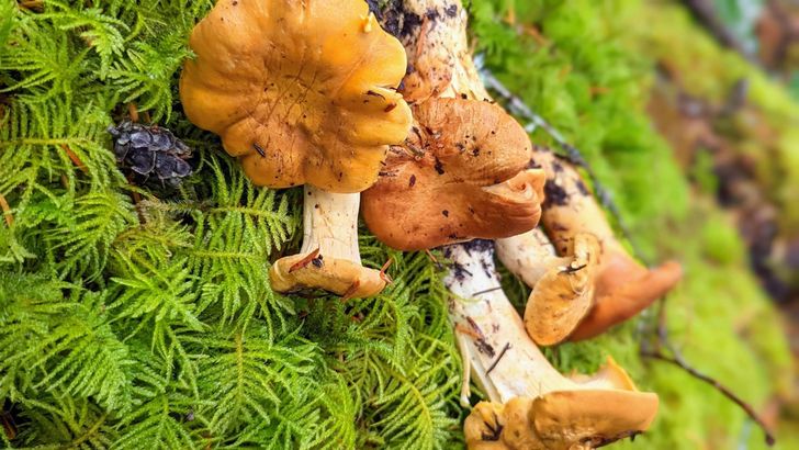 Crazy for Chanterelles Wild Mushroom Hunt - Image 7