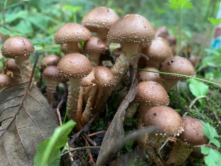 Seattle Mushroom Foraging 101 - Image 5