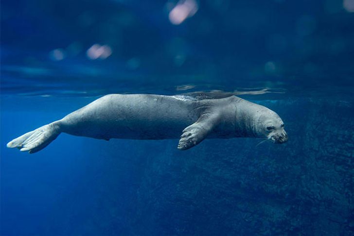 Ultimate Snorkel and Catamaran Tour of Niihau and Napali - Image 4