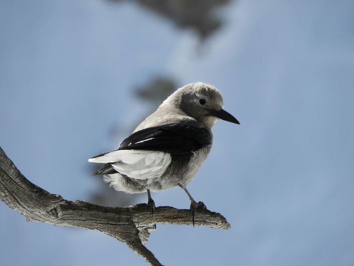 Nature/Birding Hike in Rocky Mountain National Park - Image 2