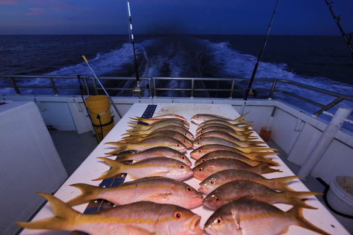 BYOB Night Snapper Fishing Trip - Image 2