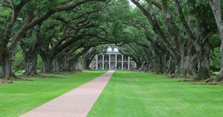 Oak Alley Plantation & Airboat Ride Swamp Tour