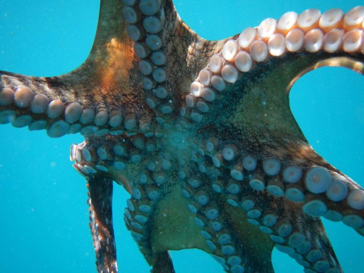 Morning Snorkel in Maui - Image 6