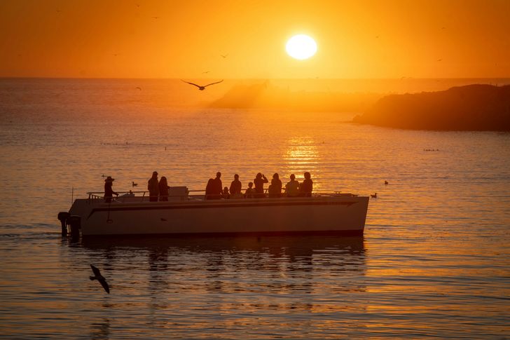 BYOB Elkhorn Slough Electric Catamaran Eco Tour at Sunset - Image 3