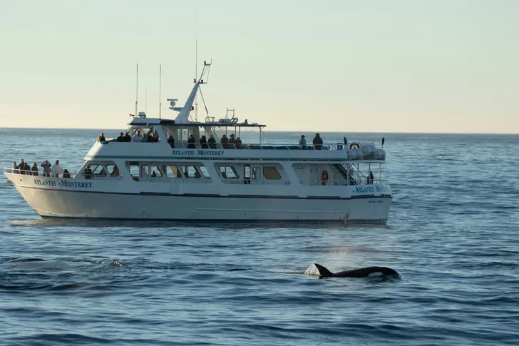 Monterey Orca Killer Whale Cruise